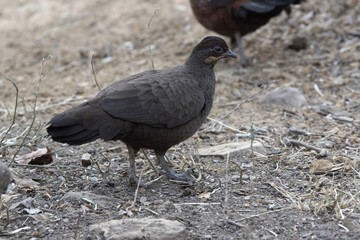 female Painted Spurfowl who stands on the edge of the forest on a winter evening