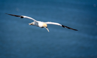 Close up of a Gannet soaring in the sky