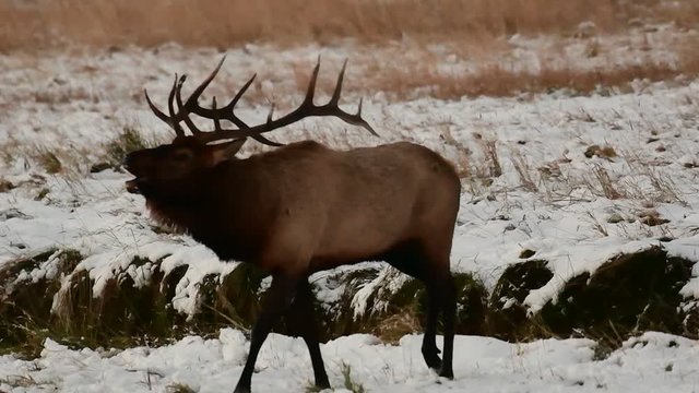 Large Bull Elk  Bugling During the Rut in Fall