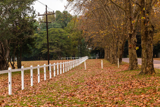 Autumn Fall Season Landscape with dry trees and leaves over equestrian fence fields.