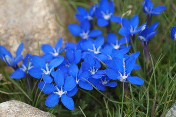 Blue flowers