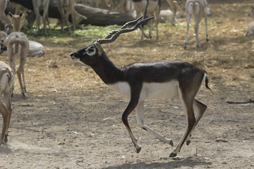 male blackbuck or Indian antelopey who runs around the herd in the zoo enclosure