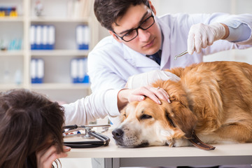 Doctor and assistant checking up golden retriever dog in vet cli