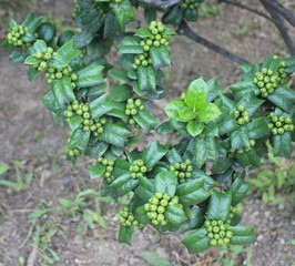 가시 호랑이 나무