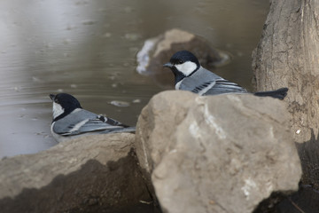 pair of Great tit that sit on the edge of the pond and drink water