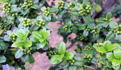 가시호랑이 나무