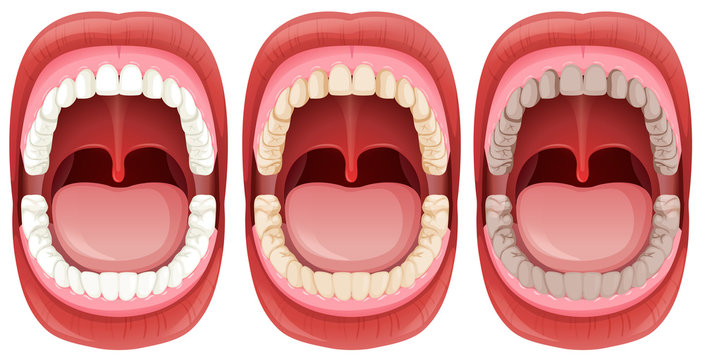A Set of Human Mouth Anatomy