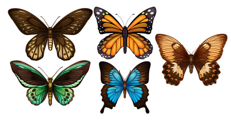 Fototapeta na wymiar A Set of Colourful Butterfly