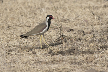 Red wattled lapwing which stands on a dry meadow on a winter sunny day