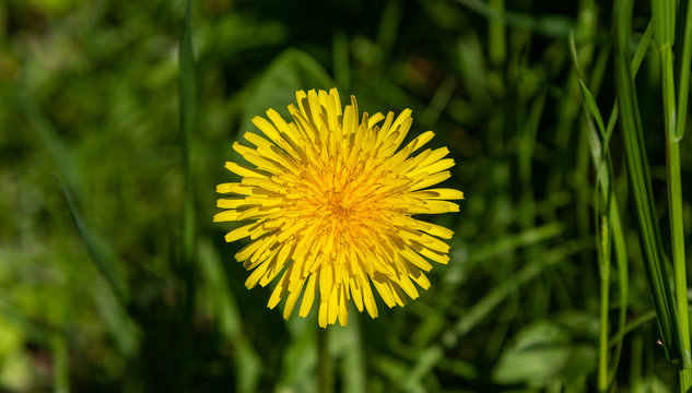 Fototapeta Maskrosblomma