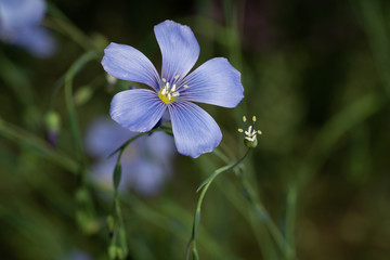 Fototapeta na wymiar Linum Lewisii aka blue flax or prairie flax