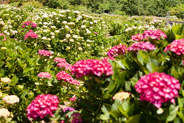 Obraz premium 門川紫陽花公園3