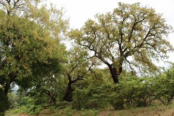 Cork oak forest in Arrabida Mountains