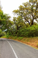 Road crossing Cork oak forest in Arrabida Mountains