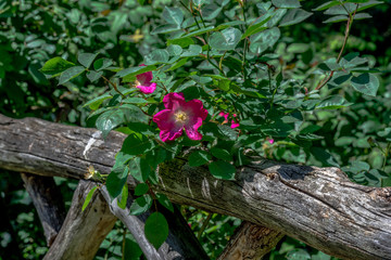 Fototapeta na wymiar Bright Pink and Yellow Petals on a Pasture Rose Vine on a Rustic Wooden Fence