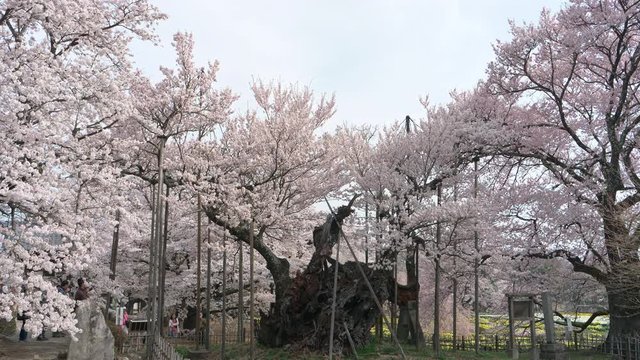 Jindaizakura, Oldest Cherry Tree in Japan