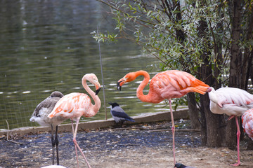  A flock of flamingos in the pond of the Moscow Zoo