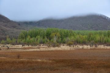 Fototapeta premium 霧雨に煙る春の小田代ヶ原
