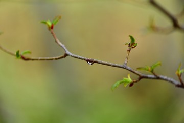 雨の戦場ヶ原で見つけた水滴