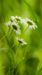 Daisy flower (bellis perennis) with green natural background ideal for greeting card, screen saver, cell phone screens. Selected focus, narrow depth of field