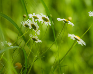 Daisy flower (bellis perennis) with green natural background ideal for greeting card, screen saver, cell phone screens. Selected focus, narrow depth of field © Marco