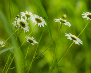 Daisy flower (bellis perennis) with green natural background ideal for greeting card, screen saver, cell phone screens. Selected focus, narrow depth of field © Marco