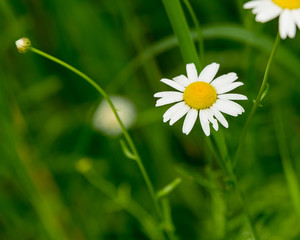 Daisy flower (bellis perennis) with green natural background ideal for greeting card, screen saver, cell phone screens. Selected focus, narrow depth of field © Marco