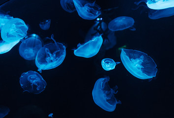 Several marine jellyfish aquarium case - obrazy, fototapety, plakaty