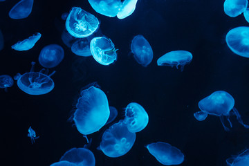 Multiple blue marine Jellyfish in a tank aquarium - obrazy, fototapety, plakaty