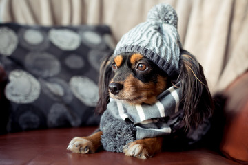 Small dog with winter beanie and scarf inside sitting on a couch