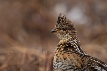 Portrait d'une gélinotte huppée