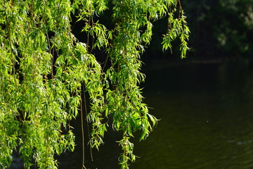 Trees branches over water
