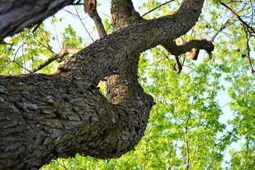 Trees trunk with character