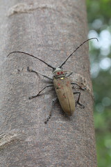 Beetle,  holds at the tree,  it has long mustache.