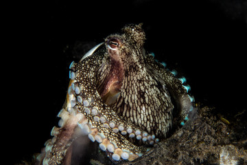 Coconut octopus