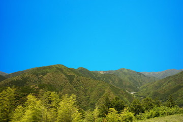 Fototapeta premium 初夏新緑風景