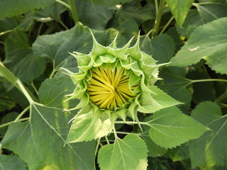sunflower bud closeup