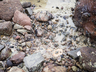Fototapeta na wymiar Small Green Crabs Hidden Amongst Rocks and Pebbles in Water on Beach
