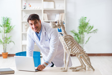 Doctor vet practicing on dog skeleton