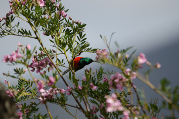 Greater double-collared sunbird in South Africa