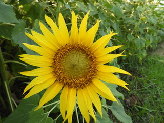 Obraz premium sunflower also called as Helianthus annuus