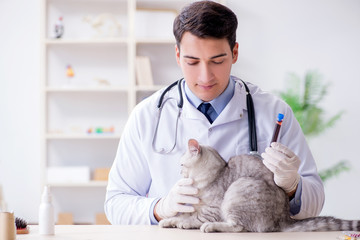 Vet examining sick cat in hospital