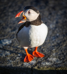 No more fish? Are you serious?