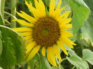 sunflower also called as Helianthus annuus