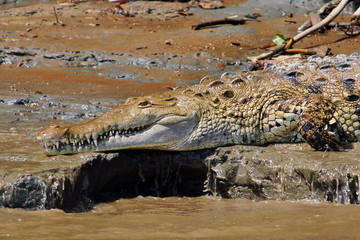 American Crocodile (Crocodylus acutus) laying on a muddy river bank near Sierpe in Costa Rica
