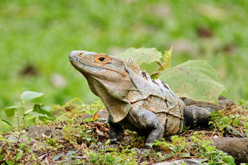 Spiny Tailed Iguana basking in a clearing in Tarcoles Costa Rica