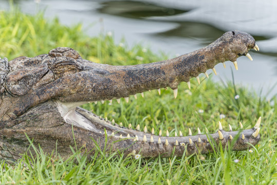  Slender-snouted crocodile (Mecistops cataphractus)