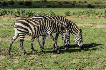 Fototapeta na wymiar Two Zebras Grazing Side by Side in the African Savannah of the Masai Mara National Reserve in Kenya
