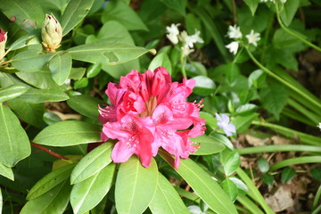 Red Rhody
