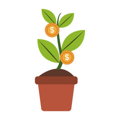 Money plant in pot vector illustration graphic design